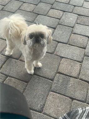 Meet your Posher, Trendy